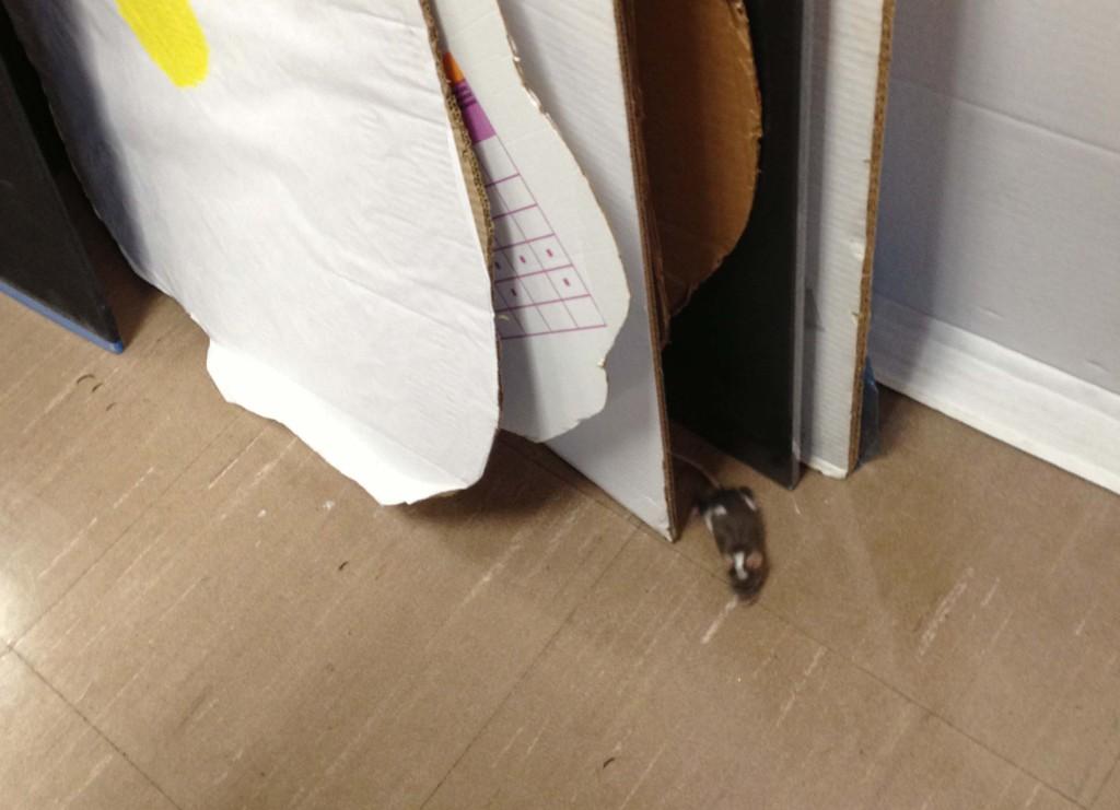 Ekkkk! It's a Mouse