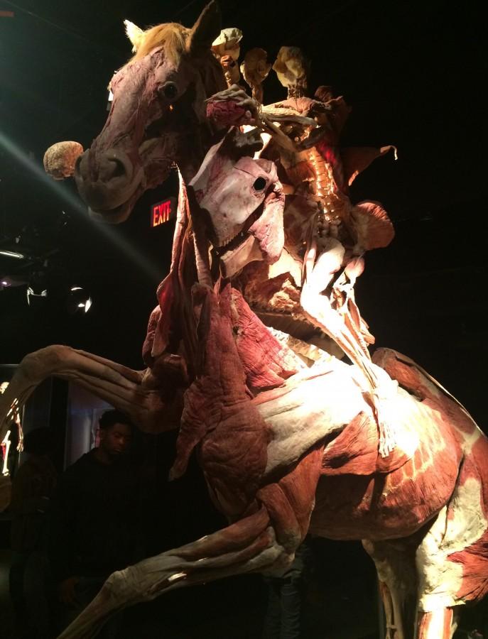 Up Close & Personal: Anatomy Class Visits Body Worlds Exhibit